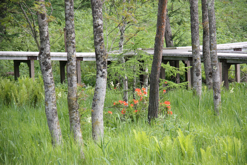 いつもは通り過ぎている蓼科高原の女神湖　木道も整備され、いろいろな花が楽しめます